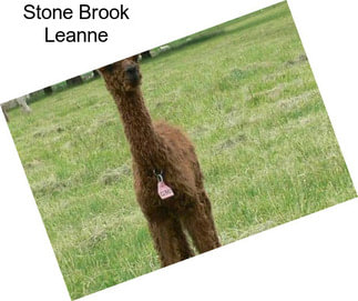 Stone Brook Leanne