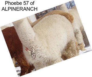 Phoebe 57 of ALPINERANCH