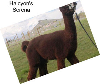 Halcyon\'s Serena