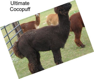 Ultimate Cocopuff