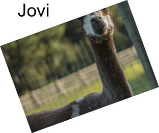 Jovi