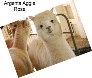 Argenta Aggie Rose