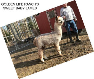 GOLDEN LIFE RANCH\'S SWEET BABY JAMES