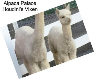 Alpaca Palace Houdini\'s Vixen