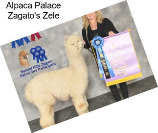 Alpaca Palace Zagato\'s Zele