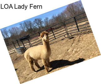 LOA Lady Fern