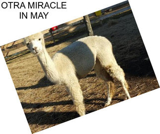 OTRA MIRACLE IN MAY