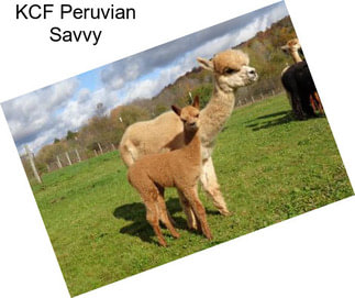 KCF Peruvian Savvy