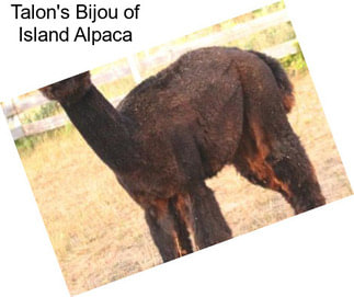 Talon\'s Bijou of Island Alpaca