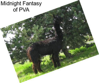 Midnight Fantasy of PVA