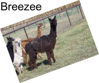 Breezee