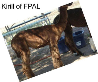 Kirill of FPAL