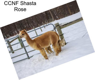 CCNF Shasta Rose
