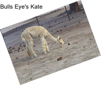 Bulls Eye\'s Kate