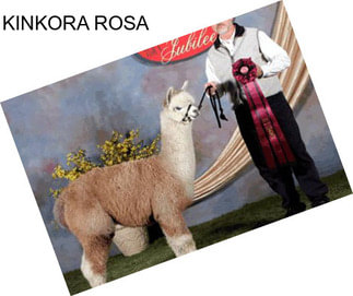 KINKORA ROSA