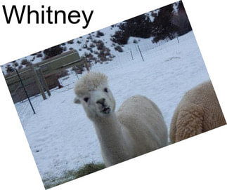 Whitney