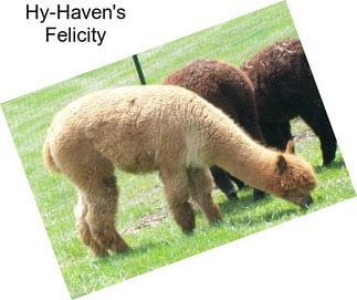 Hy-Haven\'s Felicity