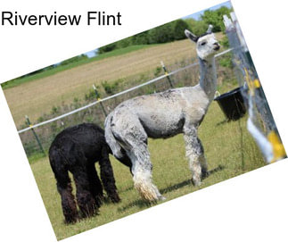 Riverview Flint