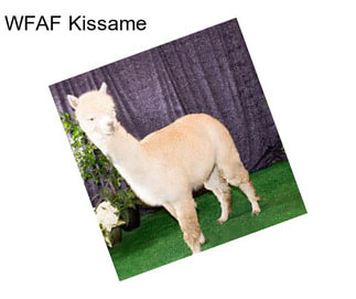 WFAF Kissame