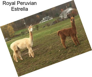 Royal Peruvian Estrella