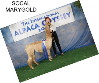 SOCAL MARYGOLD