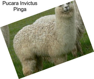 Pucara Invictus Pinga
