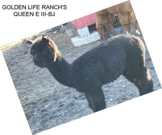 GOLDEN LIFE RANCH\'S QUEEN E III-BJ