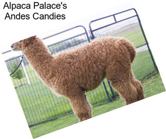 Alpaca Palace\'s Andes Candies