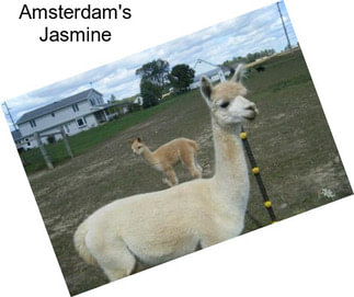 Amsterdam\'s Jasmine