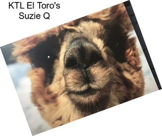 KTL El Toro\'s Suzie Q