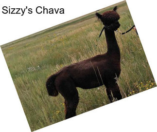 Sizzy\'s Chava