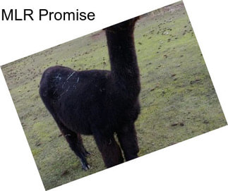 MLR Promise