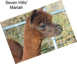 Seven Hills\' Mariah