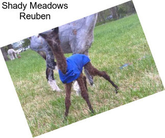 Shady Meadows Reuben