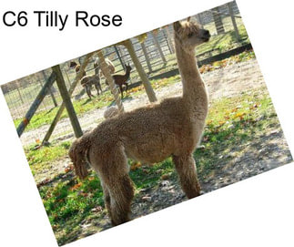 C6 Tilly Rose