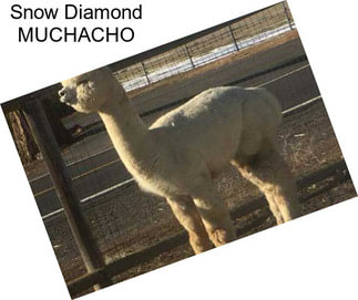 Snow Diamond MUCHACHO