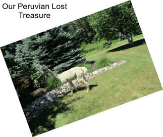 Our Peruvian Lost Treasure