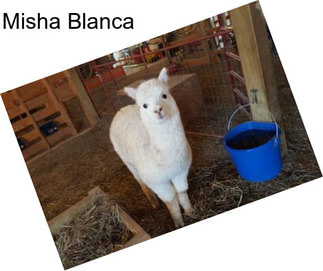 Misha Blanca