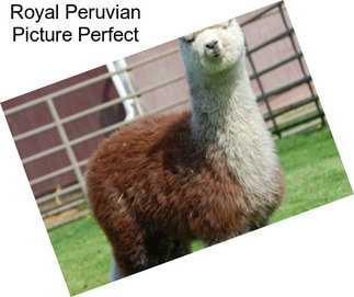 Royal Peruvian Picture Perfect