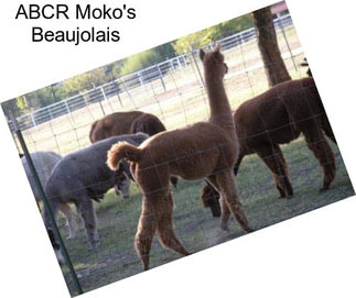 ABCR Moko\'s Beaujolais