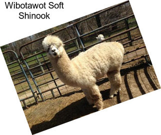 Wibotawot Soft Shinook