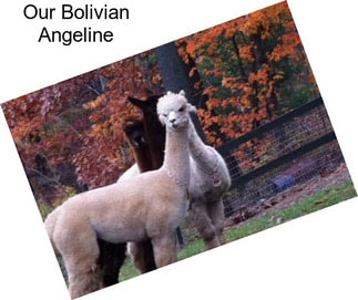 Our Bolivian Angeline