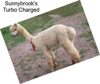 Sunnybrook\'s Turbo Charged