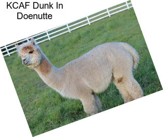 KCAF Dunk In Doenutte