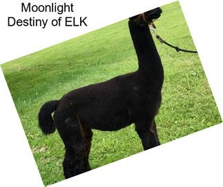 Moonlight Destiny of ELK