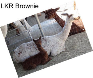 LKR Brownie