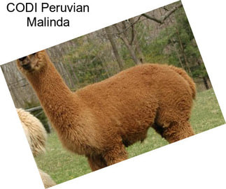 CODI Peruvian Malinda