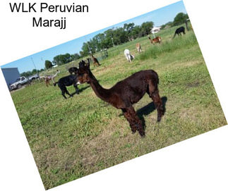 WLK Peruvian Marajj