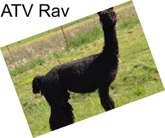 ATV Rav
