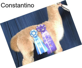 Constantino